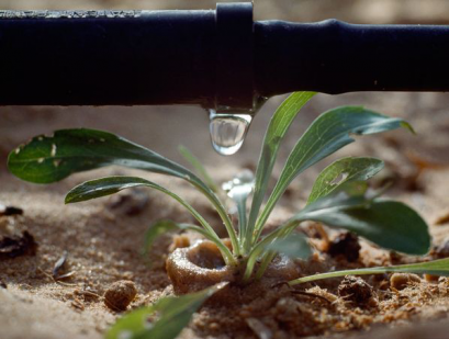 drip irrigation system in LA Jolla California works to revive plant